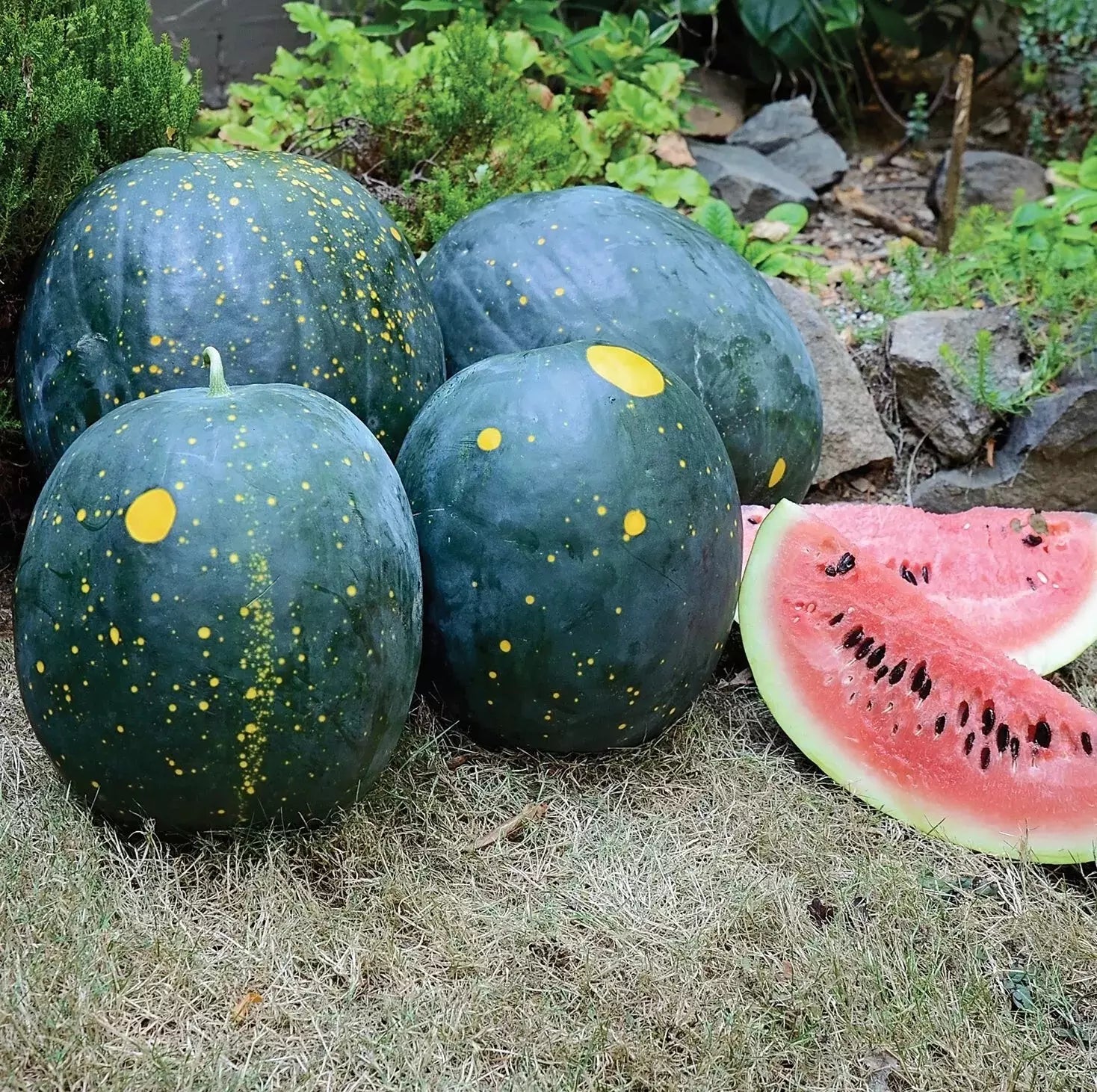 20 Moon and Stars Red Watermelon Seeds - Heirloom, Non-GMO, Organic Variety - Citrullus lanatus