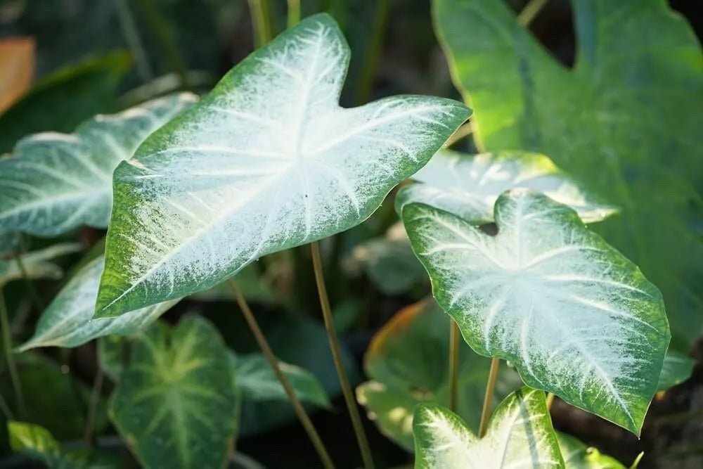 Caladium Bulbs for Planting - Fancy Varieties, Perennial Elephant Ears - Stunning Foliage (Caladium spp.)