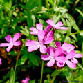 Carthusian Pink Carnation Seeds - 200+ Seeds for Garden Planting - Dianthus carthusianorum - USA
