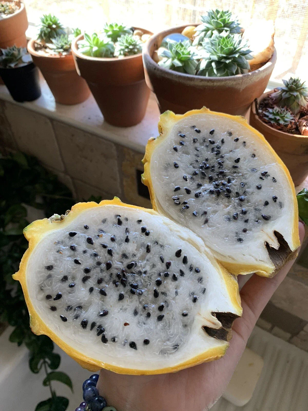 Yellow Dragon Fruit Seeds - 50 Pack Golden Pitaya, Hylocereus Megalanthus, Easy to Grow, Tropical Fruit Seeds
