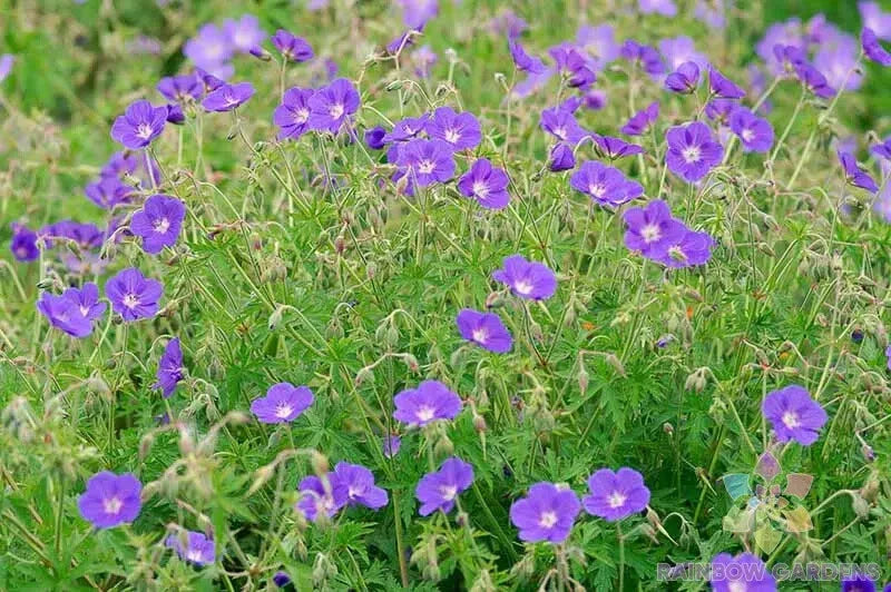 Brookside Geranium Seeds - 25+ Count for Garden Planting - Pelargonium x hortorum - USA Grown