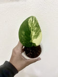 Variegated Scindapsus Jade Satin Aurea Plant - Rare Rooted Plant with Multiple Nodes - Indoor Houseplant
