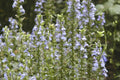 Great Blue Lobelia Seeds - Native Wildflower for Shade Gardens - Lobelia siphilitica - Drought Tolerant, Heat & Cold Resistant