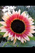 Strawberry Blonde Sunflower Seeds - 20 Seeds - Pink - Helianthus Annuus