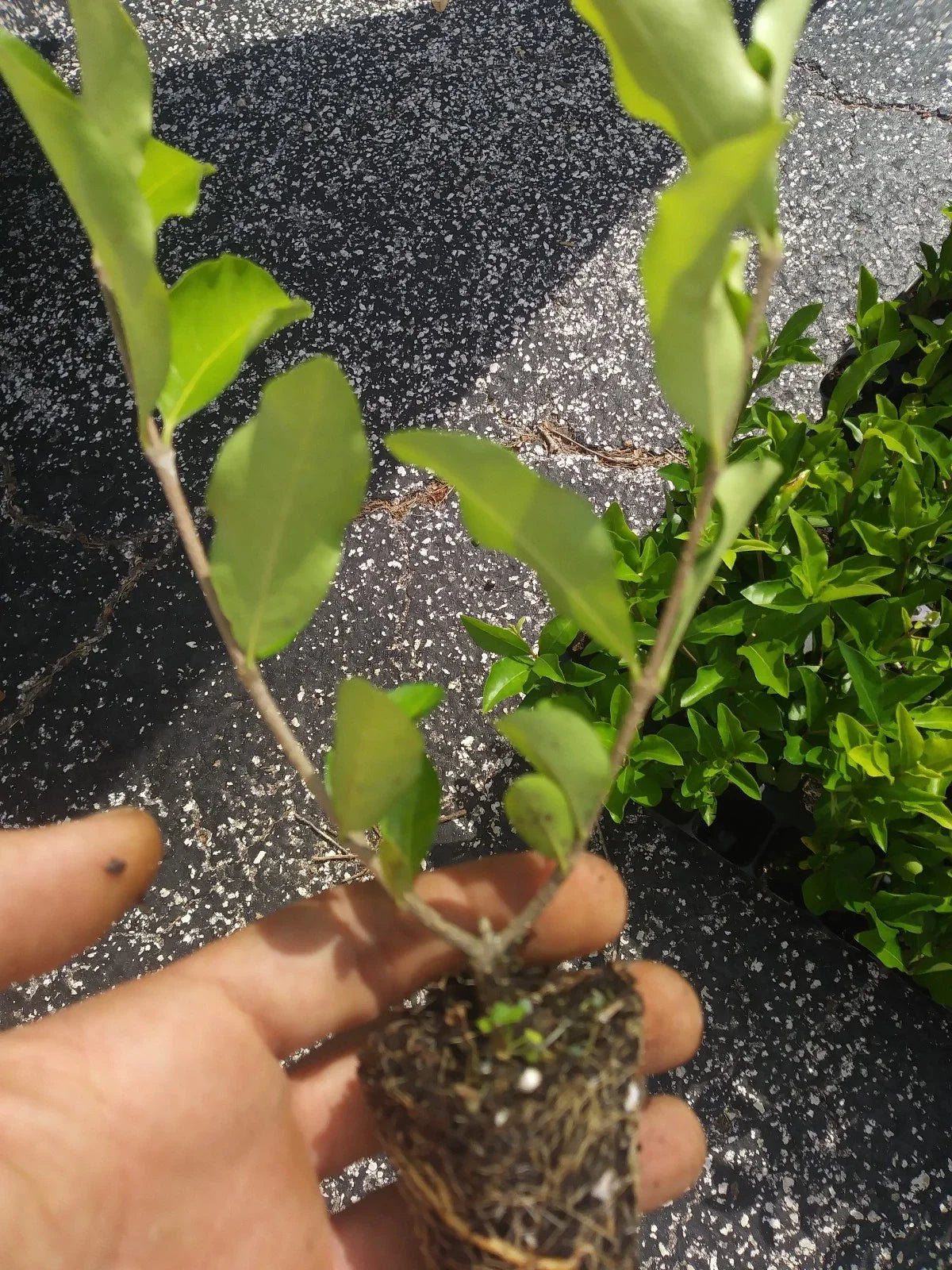 Barbados Cherry Tree Live Plant | Acerola Cherry | Superfruit Packed with Vitamin C | Organic, Pesticide-Free | Tropical Fruit Tree
