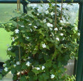 Maid of Orleans Jasmine Starter Plant - Extremely Fragrant Jasminum sambac Rooted Plant