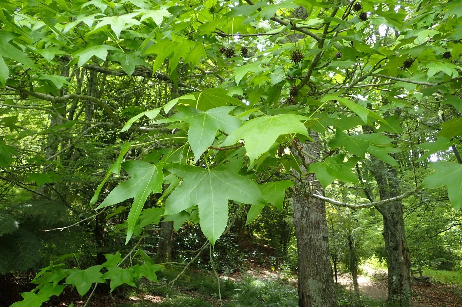 American Sweetgum Seeds - 30 Count - Liquidambar styraciflua - Hardy Tree for Landscaping and Shade
