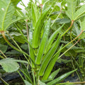 Bulk Clemson Spineless Okra Seeds | USA Wholesale Vegetable Seeds | High Yield Crop, Non-GMO, 2025