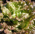 Red Romaine Lettuce Seeds, Heirloom Non-GMO, 1000 Seeds, Organic Vegetable Garden Seed, Romaine Lettuce (Lactuca sativa)