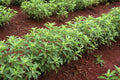250 Stevia Sweetleaf Herb Plant Seeds - Natural Stevia for Planting - Stevia rebaudiana
