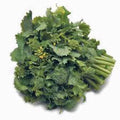 Broccoli Raab Seeds, Heirloom 500 Seeds, Non-GMO Rapini, Brassica rapa var. ruvo