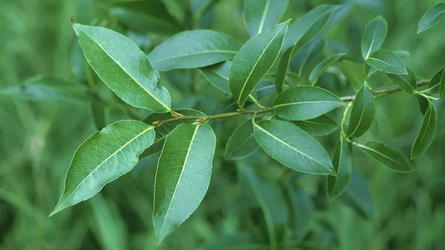 Bay Leaf Willow Tree Cuttings - 2 Live Cuttings for Rare Bay Leaf Willow Growth - Salix pentandra