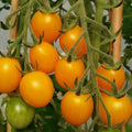 Gold Nugget Cherry Tomato Seeds - 120+ Organic Heirloom Non-GMO - Super Sweet Variety