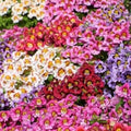Butterfly Flower Seeds - Angel Wings Mix - 30 Seeds - Attractive Pollinator Plants for Gardens (Asclepias tuberosa)