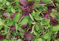 Basil Seed Mixture - 500+ Seeds - Fresh Culinary Herb Seeds - Ocimum basilicum