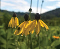 Weeping Coneflower Seeds (100 Seeds) - Easy to Grow, Ratibida pinnata, Native Wildflower, Perennial Garden Plant