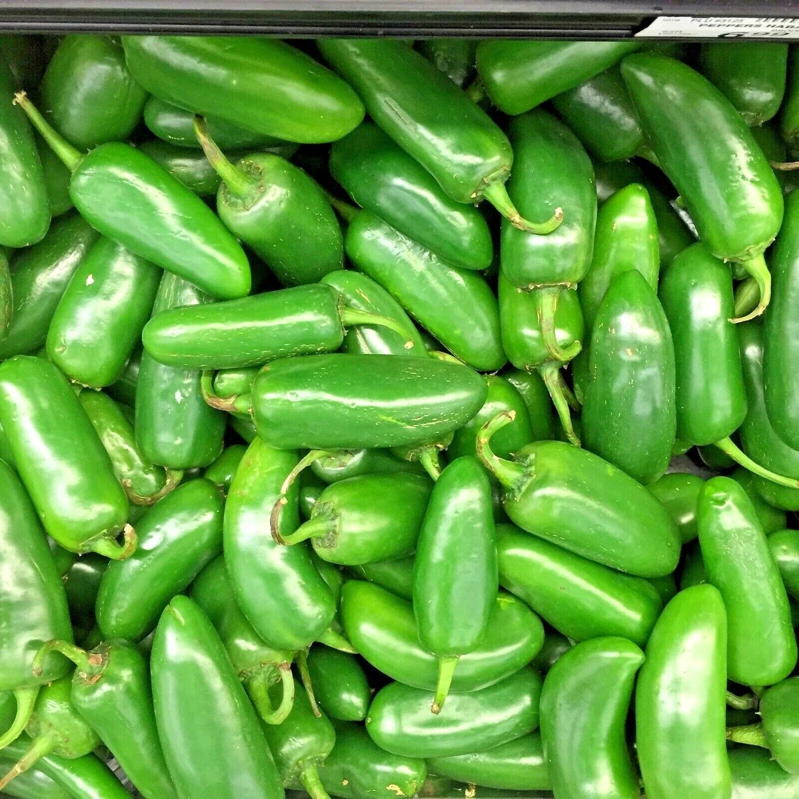 Jalapeno Hot Pepper Seeds - 75+ Organic Vegetable for Summer Garden & Patio - Capsicum annuum