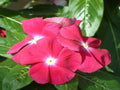 Vinca Seeds 5000 Count Sunsplash Cherry GL (Catharanthus roseus) - Vibrant Flowering Plants, Non-California Shipping