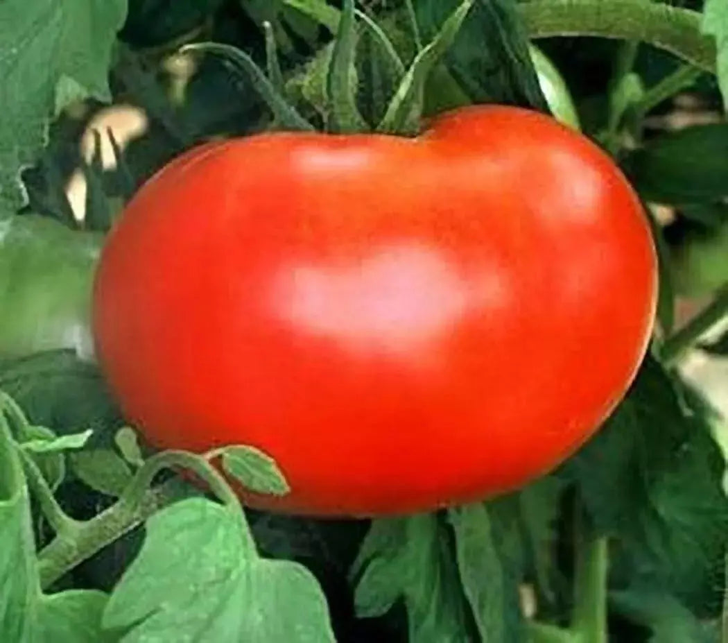 Big Boy Tomato Seeds - 30+ Organic NON-GMO Hybrid Seeds - Solanum lycopersicum - Fresh Gardening Supply