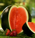 Sugar Baby Watermelon Seeds | Icebox Mini Melon Seeds | Citrullus lanatus | Personal Sized Fruit 2025
