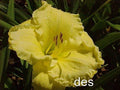 10 Daylilies Live Plants - Emperor's Choice - Bright Ruffled Fragrant Flowers - Hemerocallis