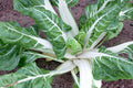 Swiss Chard Seeds 100 Ct Large White Ribbed Heirloom NON-GMO Beta vulgaris, Free Shipping USA