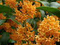 Apricot Echo Sweet Olive Plant - Fragrant Tea Olive - Osmanthus fragrans - Rooted Starter Plant