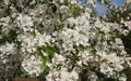 Donald Wyman Crabapple Seeds - 25+ Pack for Garden Planting - Malus 'Donald Wyman' - USA Grown, Free Shipping