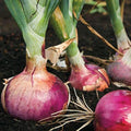 Red Burgundy Onion Seeds - 200+ Count - Sweet Short Day Onions - Allium cepa - Ideal for 2025 Planting
