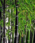 Black Bamboo Seeds - 150+ Seeds - Plant Black Bamboo for Privacy Screen - Phyllostachys nigra