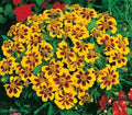 Naughty Marietta Dwarf French Marigold Flower Seeds - 300+ Seeds for Garden, Patio, Container - Tagetes patula