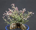 Monadenium Rubellum Seeds - 5 Caudex Bonsai Cactus Seeds for Unique Indoor Succulent Gardening