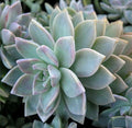 X-Large Graptopetalum Unrooted Cutting 10 x 3" - Succulent Plant for Wedding Favors, Home Decor, Crafting