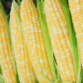 "200 pcs Peaches and Cream Bi-Color Sweet Corn Seeds, Non-GMO Heirloom Variety, Zea mays"