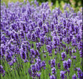 Lavender Seeds 400+ Seeds True Lavender Lavandula Angustifolia Perennial Non-GMO
