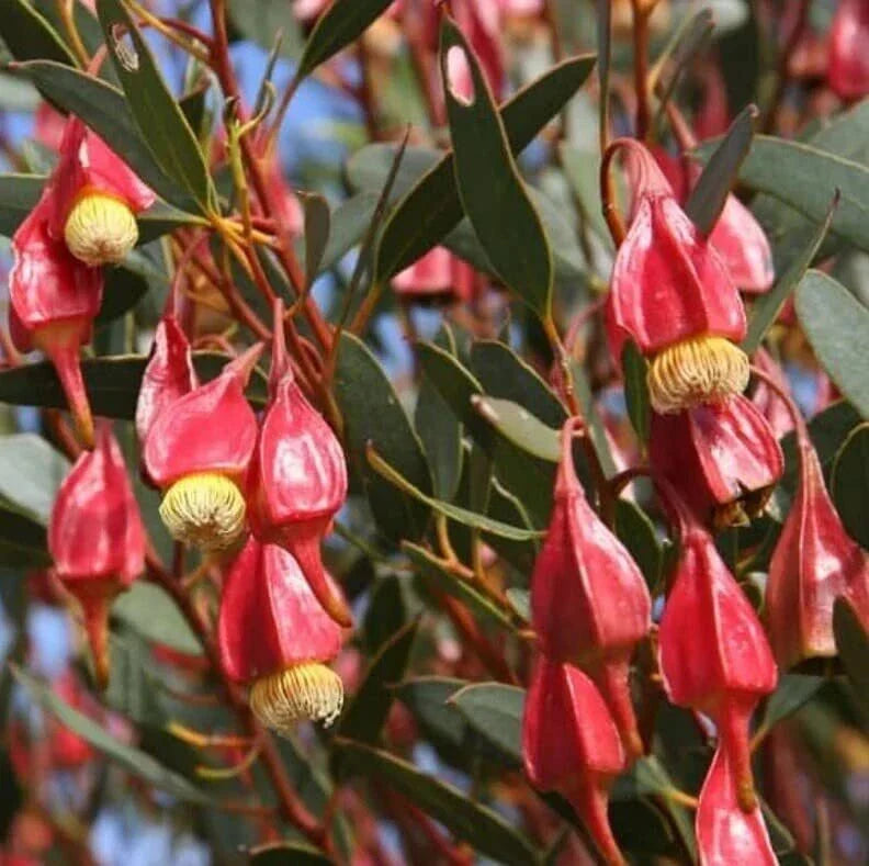 Fuchsia Gum Tree Seeds - 30 Seeds for Planting - Eucalyptus forrestiana - Australian Native Tree Seeds