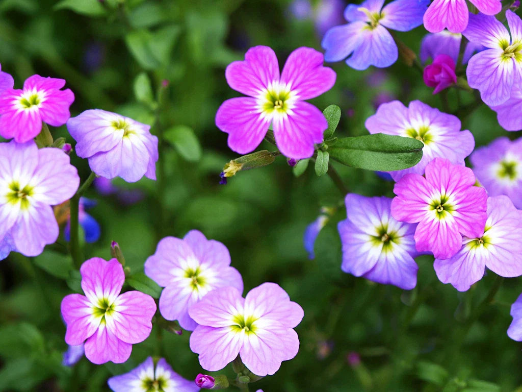 2700 Seeds - Virginia Stock - GroCo USA - Bulk Flower Seeds - Buy Any 15 - Ships Free