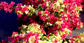 Bougainvillea Starter Plant - Sunstone Red Variety - Small Well Rooted - Very Rare (HTF)