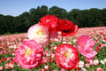 Double Mixed Poppy Seeds - 200+ Pack for Garden Planting - Papaver rhoeas - USA Grown, Free Shipping