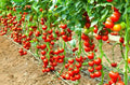 Early Cascade Tomato Seeds - 30+ Heirloom Organic Seeds - RARE Variety - Perfect for Home Gardening