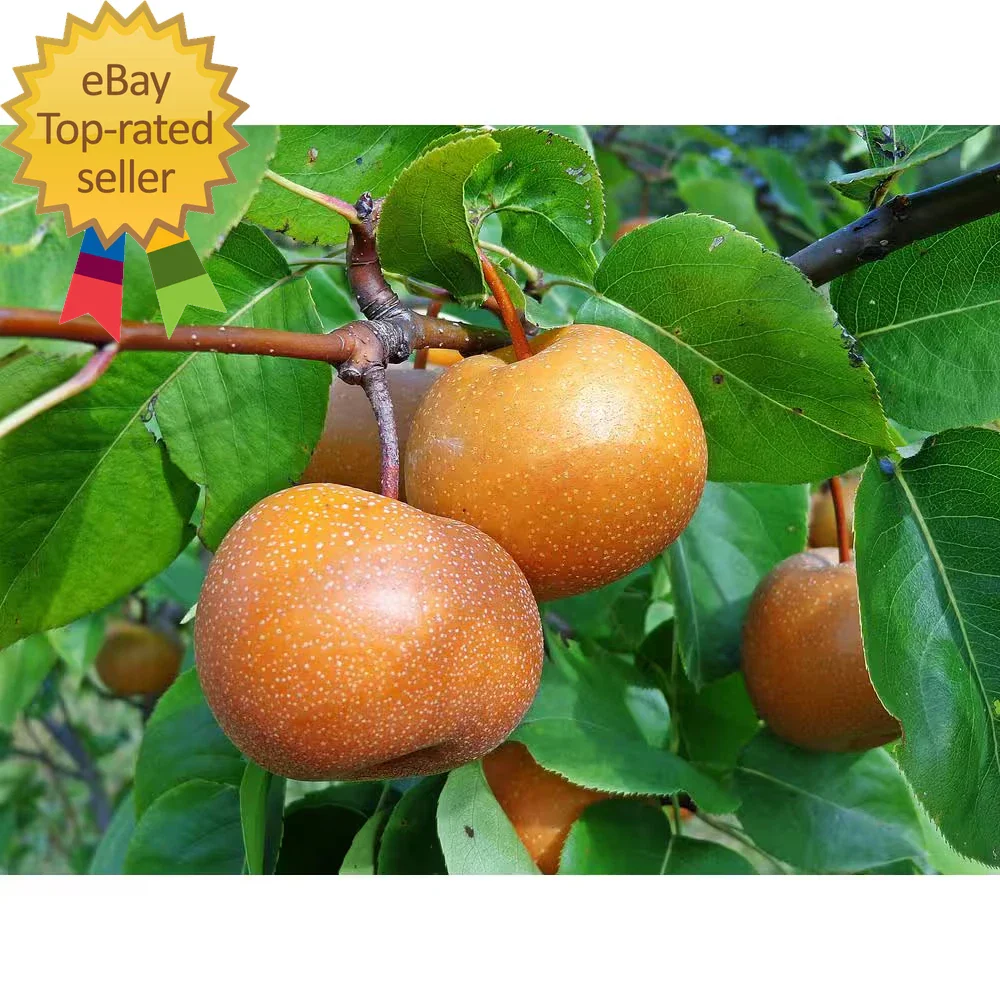Dwarf Chojuro Asian Pear Tree Bare Root - Pyrus pyrifolia, Fruit-Bearing, Compact Garden Tree