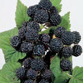 Jewel Black Raspberry Plant - Live Rooted Starter - Self-Pollinating, Midseason, Zones 4-8 - Rubus occidentalis