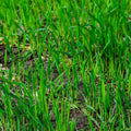 25 LBS Winter Rye Seed - Cover Crop for Wildlife & Food Plots - Secale cereale, Ideal for Gardens and Deer Habitat