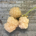 Snowbank White Blackberry Plant, Live Rooted Starter, Zones 5-8, Rubus spp., Self-Pollinating, Organic, 6-8 Feet Tall