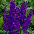 Pacific Giant Black Night Delphinium Seeds - 200+ Premium Seeds for Garden - Delphinium elatum