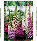 Foxglove Flower Seeds - 500+ Seeds - Digitalis purpurea - Buy 2 Get 1 Free Offer