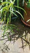 3 Rooted Starter Plants - Green Spider Plant - Chlorophytum comosum - Airplane Plant - Live Houseplant
