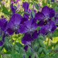 25+ Lily Lovell Geranium Seeds for Garden Planting - Pelargonium 'Lily Lovell' - USA