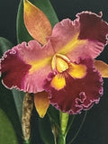 Cattleya Orchid Plant Bare Root 2-3 Stems No Tag, Unique Flowering Houseplant, Cattleya spp.