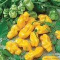 Golden Habanero Hot Pepper Seeds - 25+ Pack for Garden Planting - Capsicum chinense - USA Grown, Free Shipping